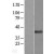 Western Blot: Abhd5 Lysate [NBL1-07199] - Western Blot experiments. 
Left-Control; Right -Over-expression Lysate for ABHD5